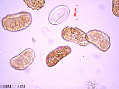 ISEM 1/Nephrolepis_biserrata_82339/Nephrolepis_biserrata_82339_0001(copy)_thumb.jpg